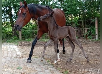 Arabian horses, Stallion, 1 year, 15,1 hh, Black