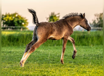 Arabian horses, Stallion, 1 year, 15,1 hh, Black