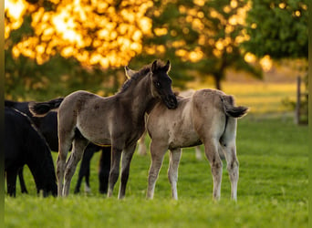 Arabian horses, Stallion, 1 year, 15,1 hh, Black