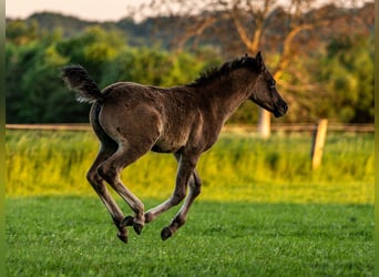 Arabian horses, Stallion, 1 year, 15,1 hh, Black