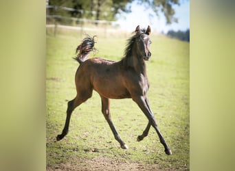 Arabian horses, Stallion, 1 year, 15,1 hh, Black