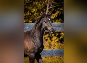 Arabian horses, Stallion, 1 year, 15,1 hh, Black