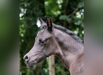 Arabian horses, Stallion, 1 year, 15,1 hh, Black