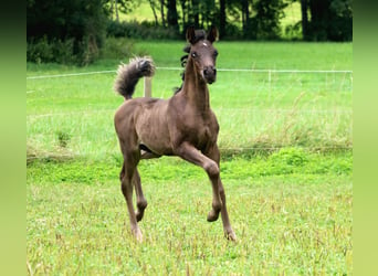 Arabian horses, Stallion, 1 year, 15,1 hh, Black