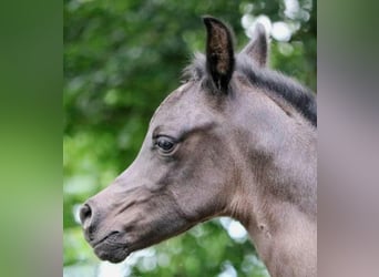 Arabian horses, Stallion, 1 year, 15,1 hh, Black