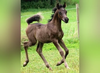 Arabian horses, Stallion, 1 year, 15,1 hh, Black