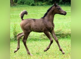 Arabian horses, Stallion, 1 year, 15,1 hh, Black