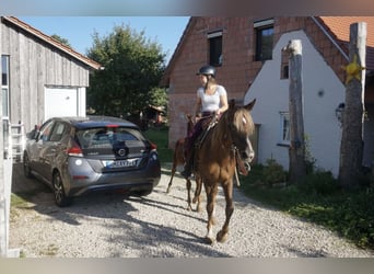 Arabian horses, Stallion, 1 year, 15.1 hh, Brown