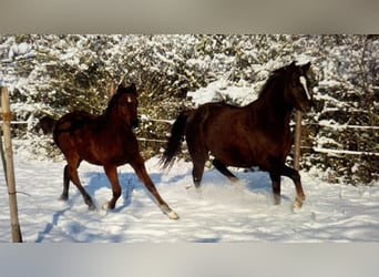 Arabian horses, Stallion, 1 year, 15.1 hh, Brown