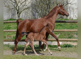 Arabian horses, Stallion, 1 year, 15.1 hh, Brown