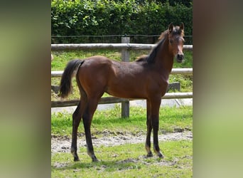 Arabian horses, Stallion, 1 year, 15.1 hh, Brown
