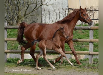 Arabian horses, Stallion, 1 year, 15.1 hh, Brown