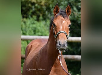 Arabian horses, Stallion, 1 year, 15,1 hh, Brown