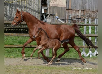 Arabian horses, Stallion, 1 year, 15.1 hh, Brown