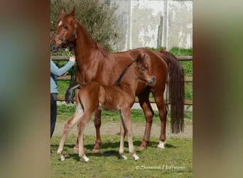 Arabian horses, Stallion, 1 year, 15.1 hh, Brown