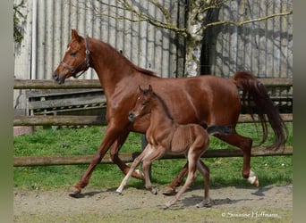 Arabian horses, Stallion, 1 year, 15.1 hh, Brown