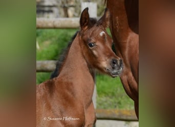 Arabian horses, Stallion, 1 year, 15.1 hh, Brown
