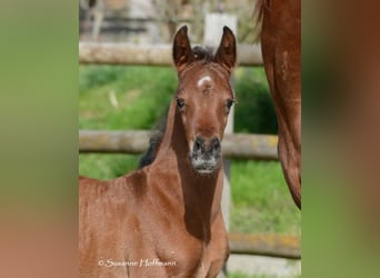Arabian horses, Stallion, 1 year, 15.1 hh, Brown