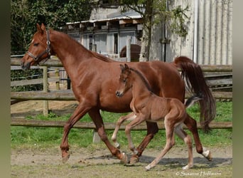 Arabian horses, Stallion, 1 year, 15.1 hh, Brown