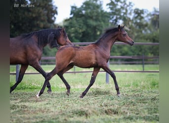 Arabian horses, Stallion, 1 year, 15,1 hh, Brown