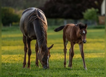 Arabian horses, Stallion, 1 year, 15,1 hh, Brown