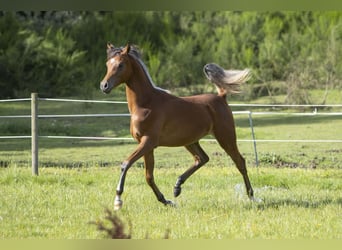 Arabian horses, Stallion, 1 year, 15,1 hh, Brown