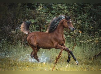 Arabian horses, Stallion, 1 year, 15,1 hh, Brown