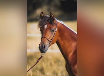 Arabian horses, Stallion, 1 year, 15,1 hh, Brown