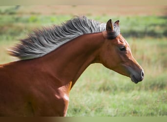 Arabian horses, Stallion, 1 year, 15,1 hh, Brown