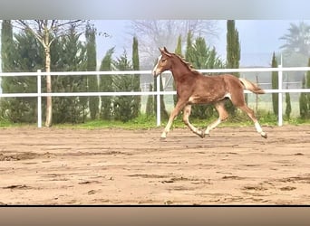 Arabian horses, Stallion, 1 year, 15,1 hh, Chestnut