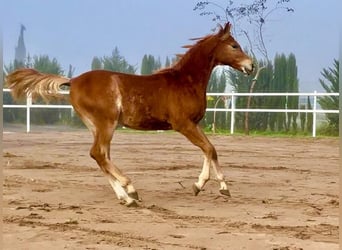 Arabian horses, Stallion, 1 year, 15,1 hh, Chestnut