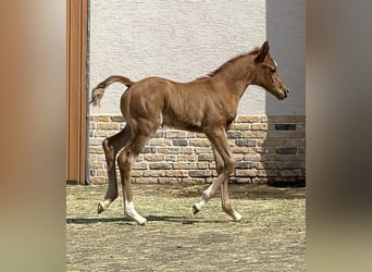 Arabian horses, Stallion, 1 year, 15.1 hh, Chestnut-Red