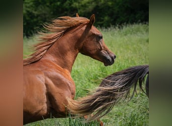 Arabian horses, Stallion, 1 year, 15,1 hh, Chestnut-Red