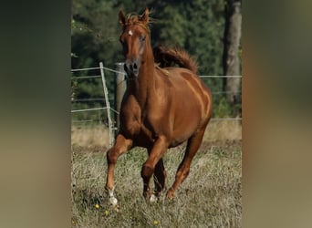 Arabian horses, Stallion, 1 year, 15,1 hh, Chestnut-Red