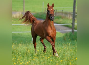 Arabian horses, Stallion, 1 year, 15,1 hh, Chestnut-Red