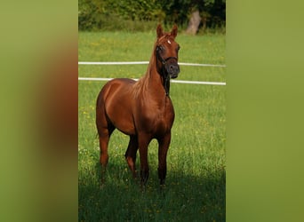 Arabian horses, Stallion, 1 year, 15,1 hh, Chestnut-Red