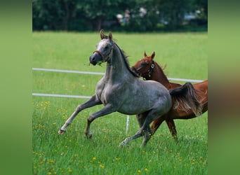 Arabian horses, Stallion, 1 year, 15,1 hh, Gray