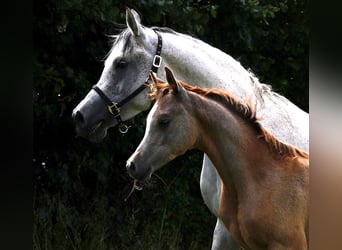 Arabian horses, Stallion, 1 year, 15.1 hh, Gray