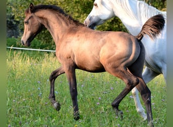 Arabian horses, Stallion, 1 year, 15.1 hh, Gray