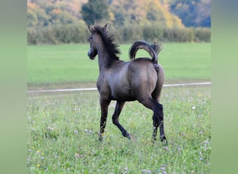 Arabian horses, Stallion, 1 year, 15.1 hh, Gray