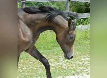 Arabian horses, Stallion, 1 year, 15.1 hh, Gray