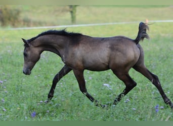 Arabian horses, Stallion, 1 year, 15.1 hh, Gray