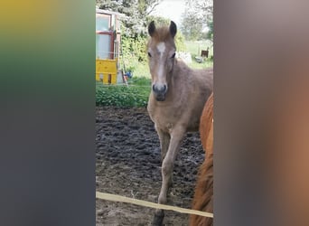 Arabian horses Mix, Stallion, 1 year, 15.1 hh, Gray-Red-Tan