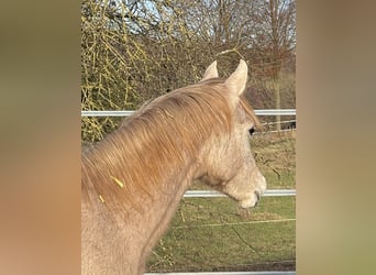 Arabian horses, Stallion, 1 year, 15.1 hh, Grey