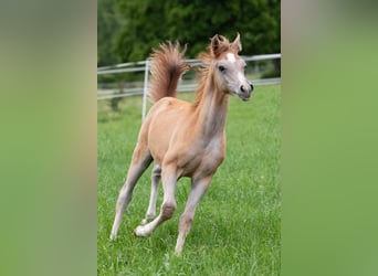Arabian horses, Stallion, 1 year, 15.1 hh, Grey