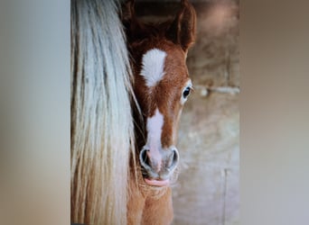 Arabian horses, Stallion, 1 year, 15.1 hh, Grey