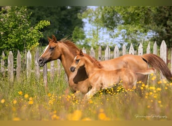 Arabian horses, Stallion, 1 year, 15.1 hh, Sorrel