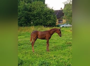 Arabian horses, Stallion, 1 year, 15.1 hh, Sorrel