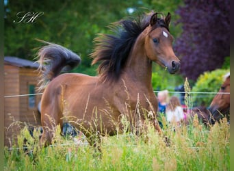 Arabian horses, Stallion, 1 year, 15.2 hh, Bay-Dark