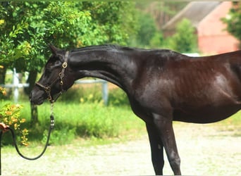 Arabian horses, Stallion, 1 year, 15.2 hh, Black